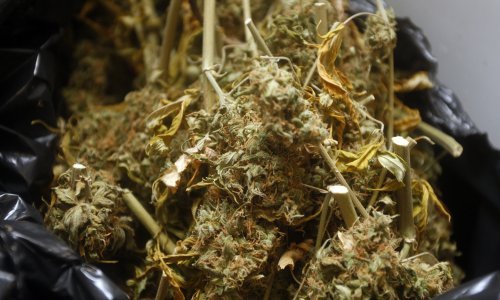 Uzgajao travu preko nelegalnog priključka HEP-a