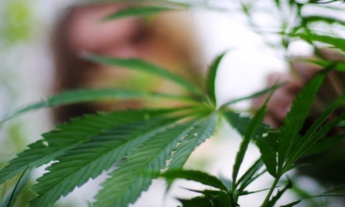 Illinois na Novu godinu legalizira marihuanu: 'To će biti potpuno novi svijet u Chicagu'