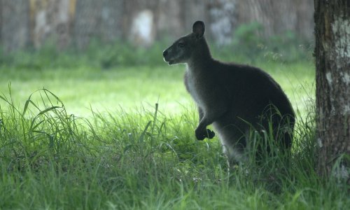 U Belgiji vuk pojeo klokana