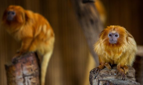 Deseci majmuna uginuli u požaru u zoološkom vrtu