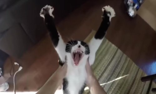 Zabavite se uz najbolje prošlogodišnje snimke Dnevne doze interneta