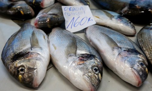 Hrvatska orada i brancin sve traženije u mediteranskim zemaljama EU-a