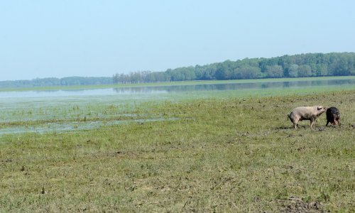 Bombama lovio divljač u Lonjskom polju
