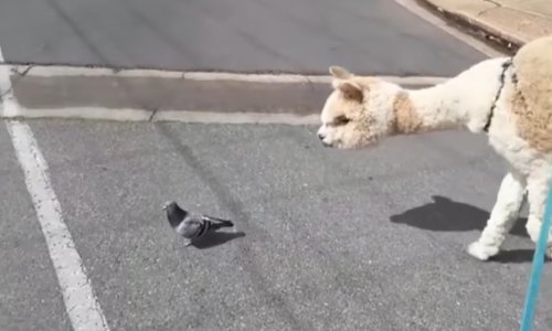 Prekrasna alpaka ima gotovo pola milijuna obožavatelja