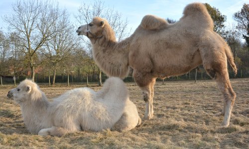 Snajperisti će usmrtiti 10 tisuća deva u Australiji