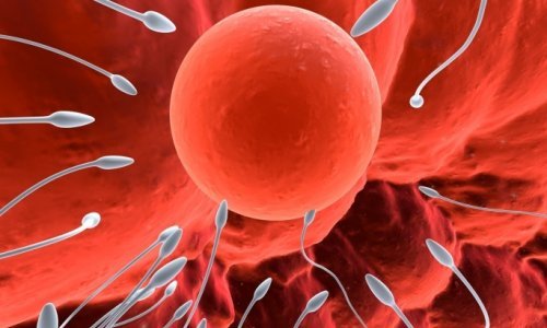 in vitro oplodnja - tportal