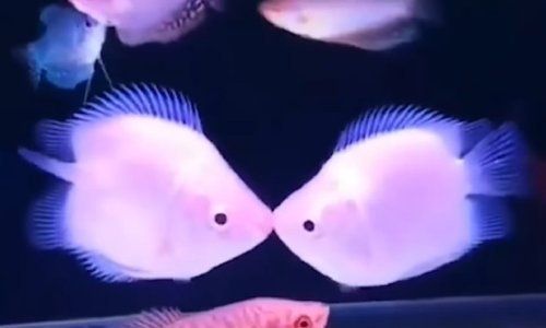 Ribe se ljube? Nismo pojma imali!