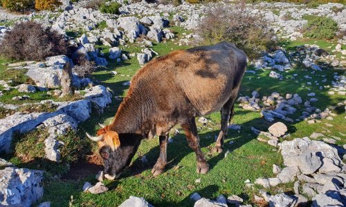 Osvojili smo najvišu cestu Hrvatske s koje se pogled pruža sve do Italije i stekli nova zanimljiva i neobična prijateljstva