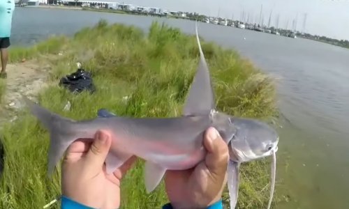 Pogledajte ovo i bit će vam jasno zašto neki ljudi imaju nadimak - som