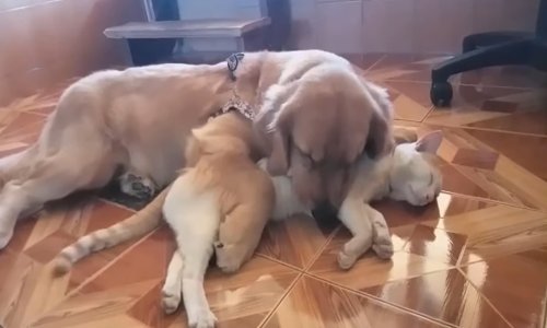 Ima dana kad bismo uistinu željeli biti nečiji ljubimci