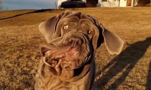 Neodoljivi pas koji trči prema vlasniku pravi je urnebes