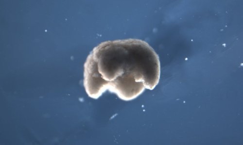 Stižu ksenoboti: Znanstvenici od žabe napravili organske robote