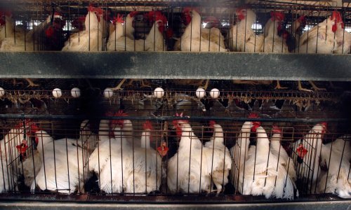 U Njemačkoj zabilježen prvi slučaj ptičje gripe