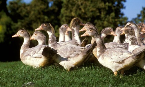 Ptičja gripa proširila se Srednjom i Istočnom Europom te došla na hrvatske granice