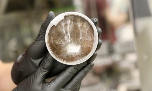 NASA-ine nastambe na Marsu mogle bi biti izgrađene od - gljivica