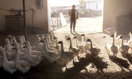 Veterinarska inspekcija pojačala kontrolu na farmama peradi zbog ptičje gripe