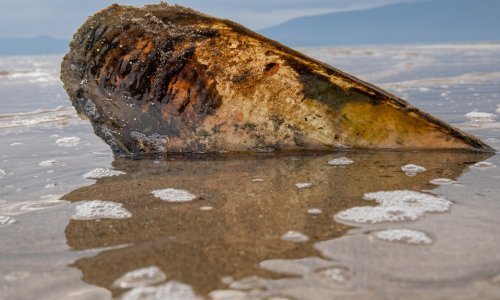 Pomor periski na Pelješcu, evo kako ih pokušavaju spasiti