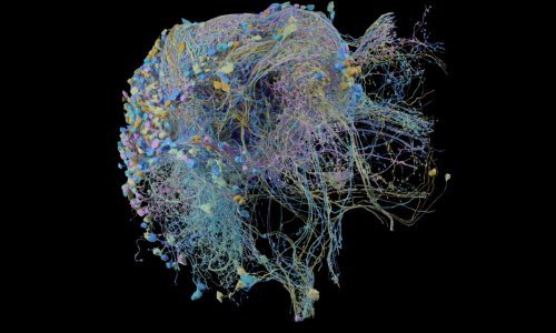 Google je upravo objavio najsloženiju digitalnu mapu veza unutar mozga