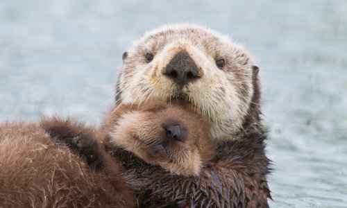 Čak i životinje slave Međunarodni dan zagrljaja