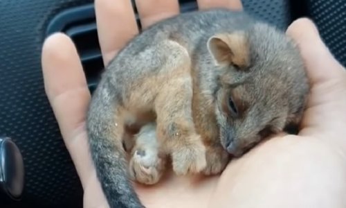 Žrtva australskih požara spasila mladunče oposuma