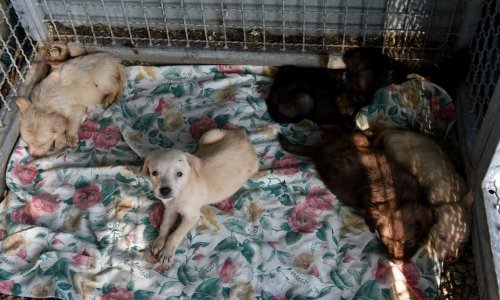 Tijekom 2019. iz Skloništa za nezbrinute životinje Dumovec 1100 udomljavanja