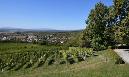 Ako se Zemlja zagrije za još 2 stupnja Celzijeva, nestat će pola svih vinograda