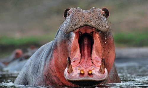 Nilski konji Pabla Escobara postali su invazivna vrsta u Kolumbiji