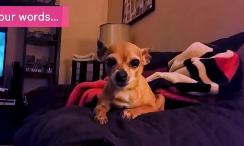 Pogledajte najbolje siječanjske snimke ljubimaca