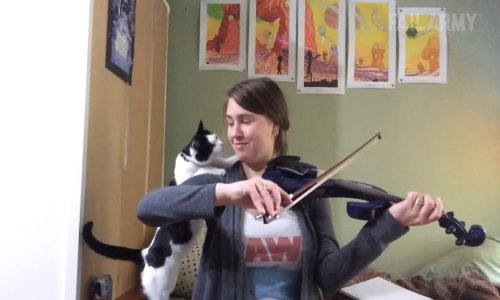 Slatka mačka više nije mogla otrpjeti vlasničino vježbanje violine