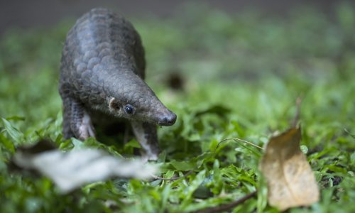 Znanstvenici dvoje u povezanost ljuskavaca s koronavirusom
