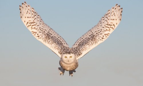 Pogledajte veličanstvenu snježnu sovu