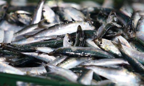 Pobjeda Ruže Tomašić, Europska komisija odustala od kvota za malu plavu ribu