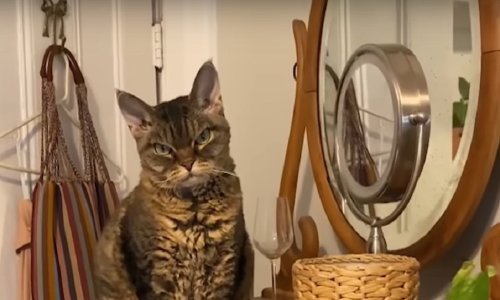 Ova mačka izgleda vrhunski mrzovoljno ali je ipak pronašla zajednički jezik s novom vlasnicom