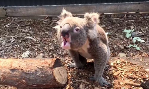 Volite koale? Očito ne znate kako zvuče!