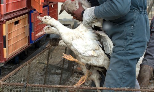 Ptičja gripa na farmi pataka u Bugarskoj; usmrtit će svih 5380 životinja