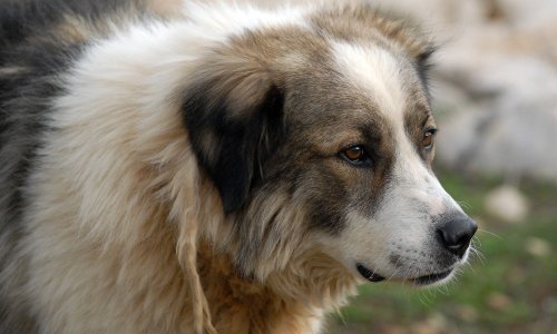 Kazneno prijavljen Ozljanin jer je zračnom puškom ranio susjedovog tornjaka
