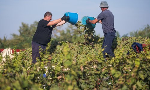 Iločkim podrumima kazna od 250.000 kuna zbog nametanja nepoštene trgovačke prakse dobavljačima grožđa