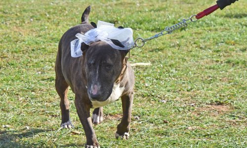 Udruge: Ne napuštajte kućne ljubimce zbog koronavirusa