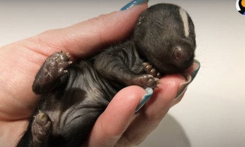 Sve bebe su prekrasne – čak i tvorići!