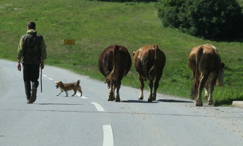 Udruga Život traži hitne mjere za poljoprivredu; isplata poticaja do 15. travnja, oslobađanje plaćanja zakupa....