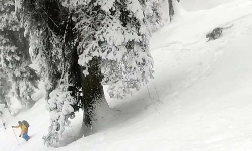 Skijaše iznenadio rijetki snježni leopard!