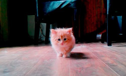 Najslađi mačić na svijetu? Nego što!