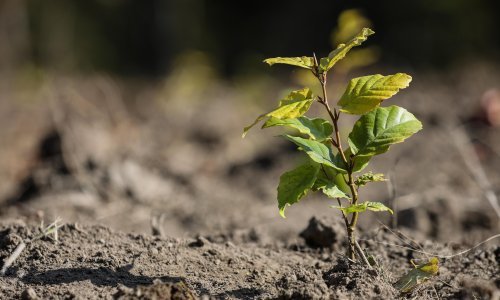 U Hrvatskoj počeo projekt 'Posadi moje drvo', pošumljava se Gunja i Ilok