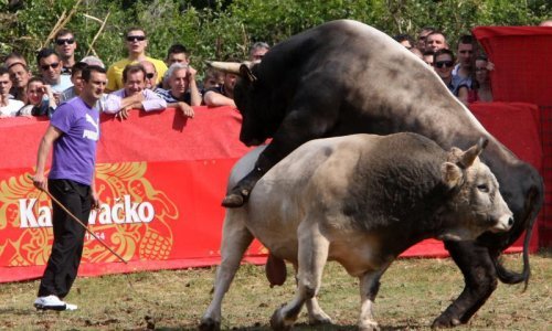 Život damo, bikijadu ne damo!