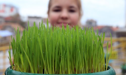 Danas se sadi božićna pšenica: ovako će biti lijepa i gusta
