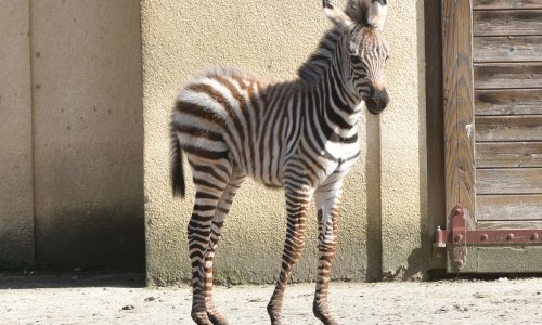 Ljubavi i strasti nije nestalo: Zagrebačke zebre u Maksmiru se osjećaju kao kod kuće