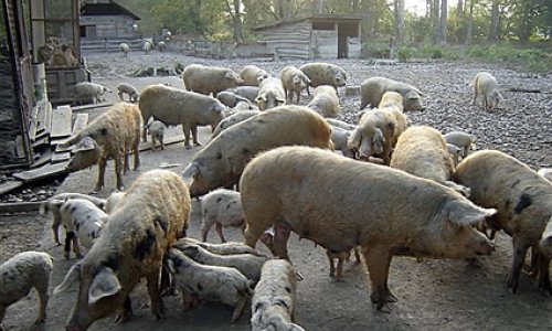 Veterinari zapovjedili još jedno klanje turopoljske svinje