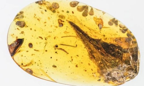 Pogledajte lubanju najmanjeg dinosaura ikad u kapljici jantara
