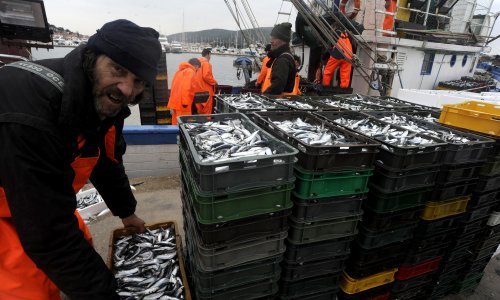 Europska komisija želi smanjiti izlov srdele i inćuna iz Jadrana