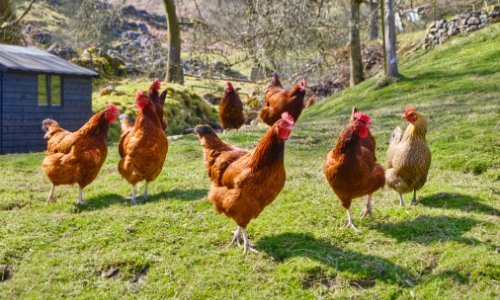 Uzgoj kokoši u stanu – novi trend u Francuskoj